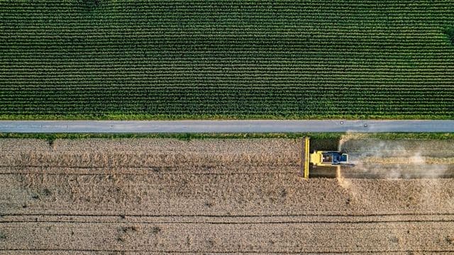 Vista aérea de colheitadeira em operação na lavoura, avançando sobre o talhão dourado ao lado do milho verde, retrato da safra que move a gestão do agronegócio