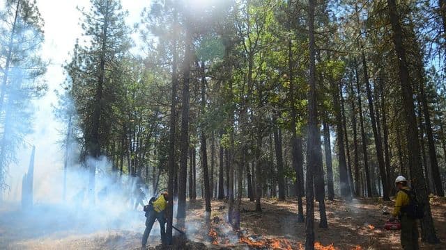 Brigadistas florestais em ação de combate a incêndio em meio a fumaça na floresta