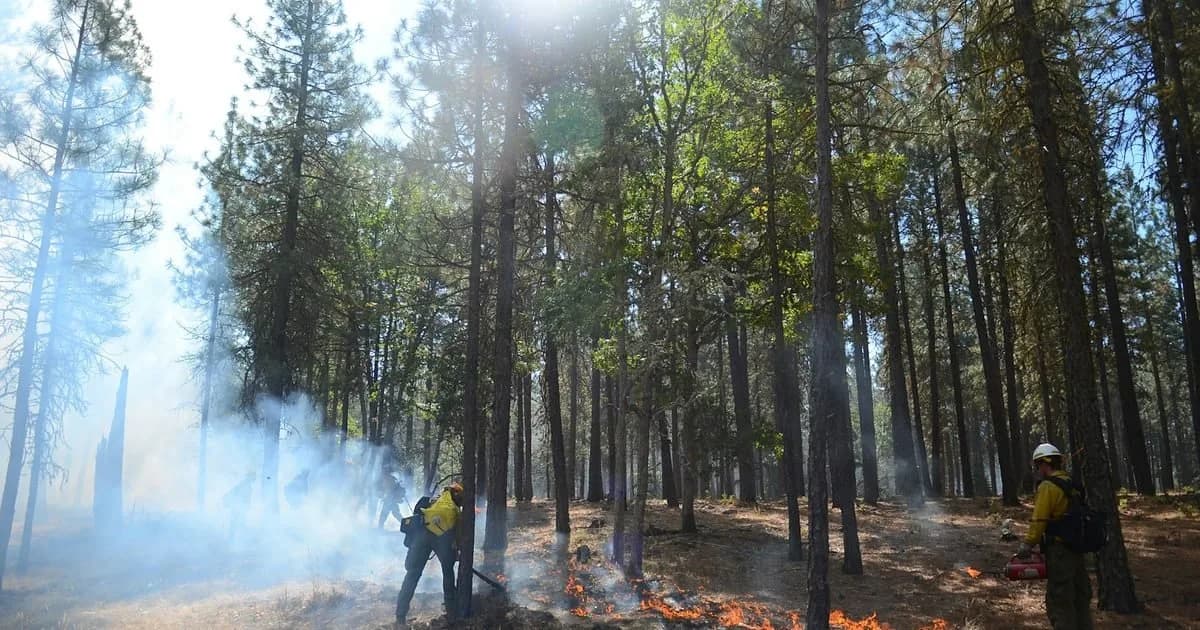 Brigadistas florestais em ação de combate a incêndio em meio a fumaça na floresta