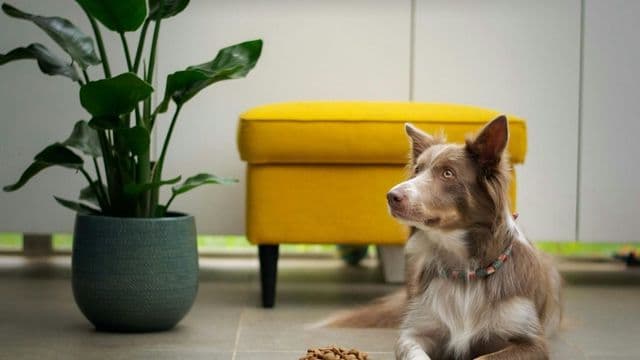 Cão deitado ao lado de uma tigela com ração balanceada em ambiente doméstico