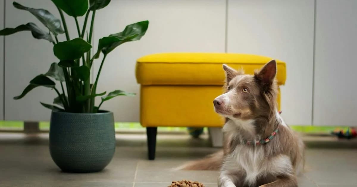 Cão deitado ao lado de uma tigela com ração balanceada em ambiente doméstico