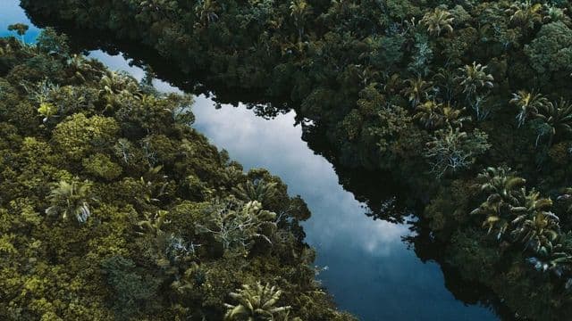 Vista aérea da floresta amazônica com rio, representando conservação e ecologia no Brasil